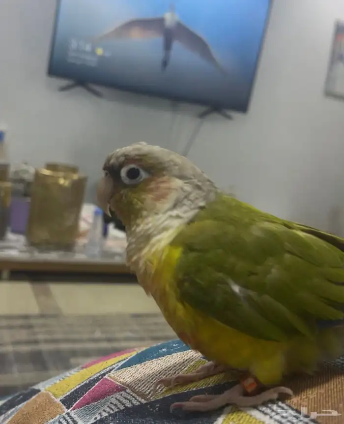 كنيور أناناس 3