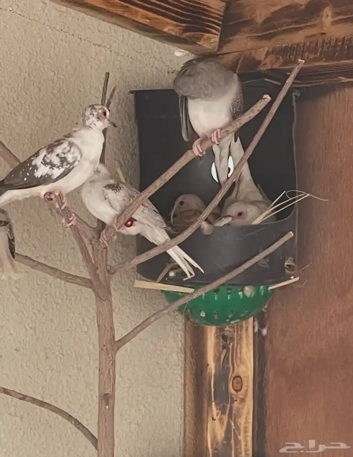 حمام يمام ماسي ملكي 2