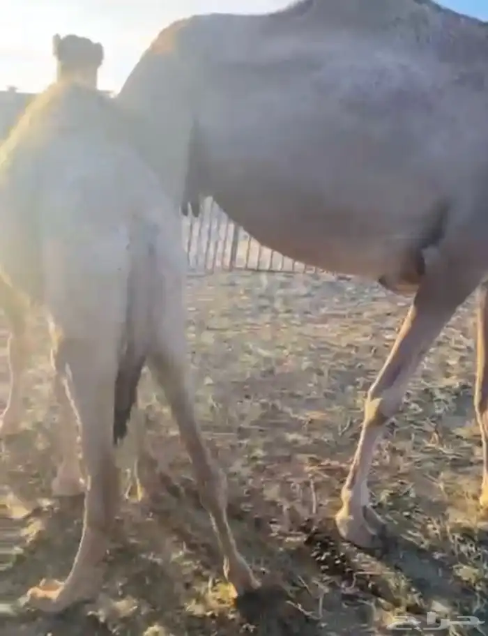 بكره لبانيه ارباع و اثمان 0