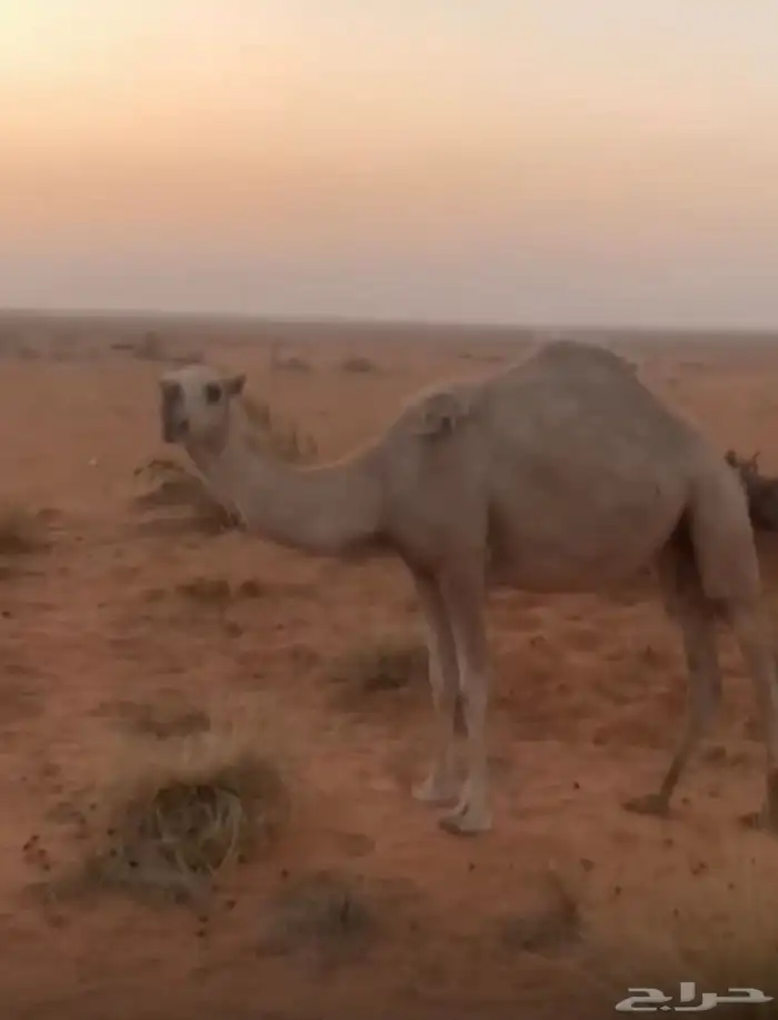 بكرة للبيع 1