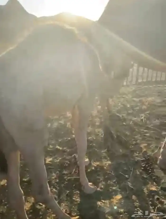 بكره لبانيه ارباع و اثمان 3