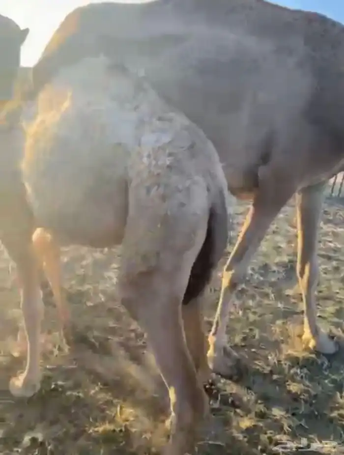 بكره لبانيه ارباع و اثمان 1