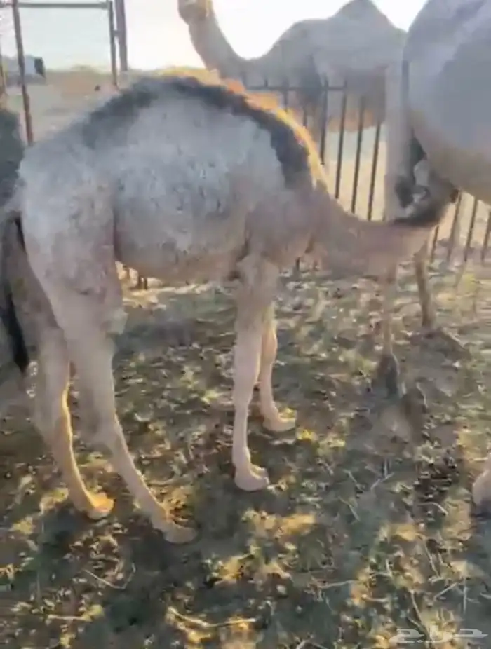 بكره لبانيه ارباع و اثمان 4