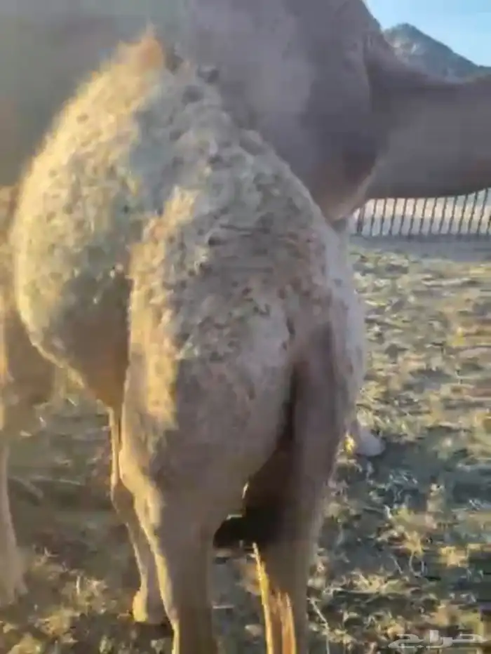 بكره لبانيه ارباع و اثمان 2