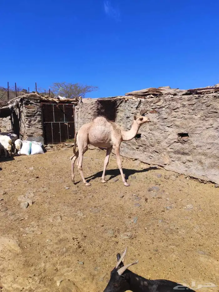 حاشي قعود العمر 11شهر تقريبا 1