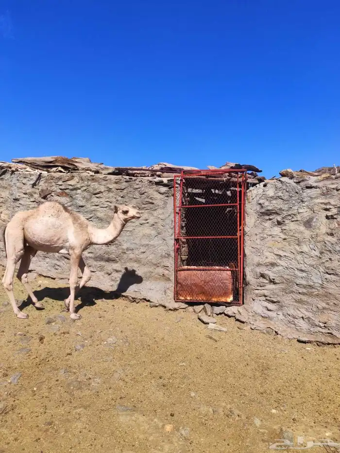 حاشي قعود العمر 11شهر تقريبا 2