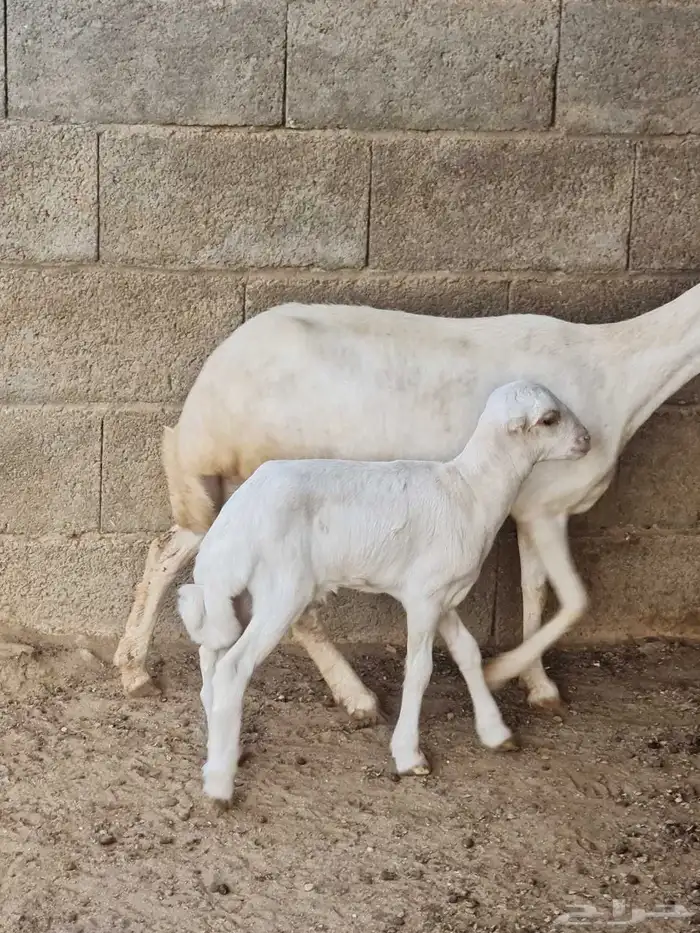 للبيع نعجة جدعة منتوج بكبش صحة وجرم طيب 0