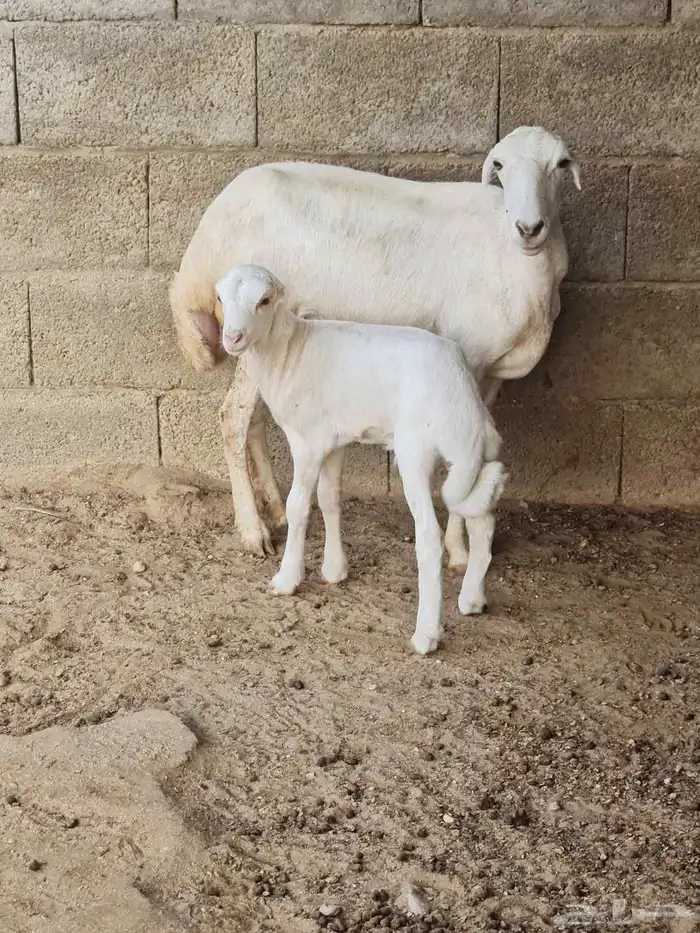 للبيع نعجة جدعة منتوج بكبش صحة وجرم طيب 1