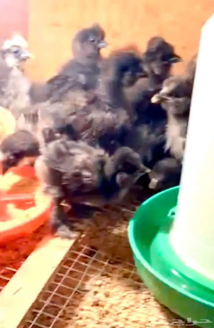 فروخ قطني امريكي ( Balck ) اسود نوادر 0