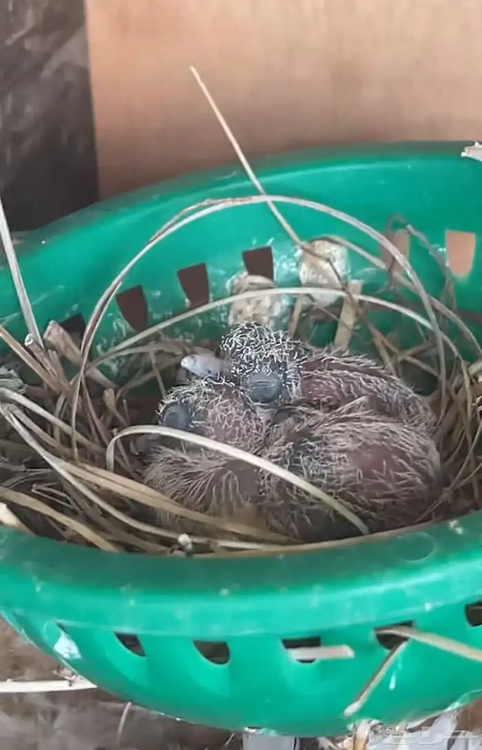 حمام يمام ماسي ملكي 4