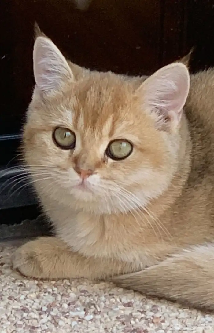 قطة سكوتش جولد 1