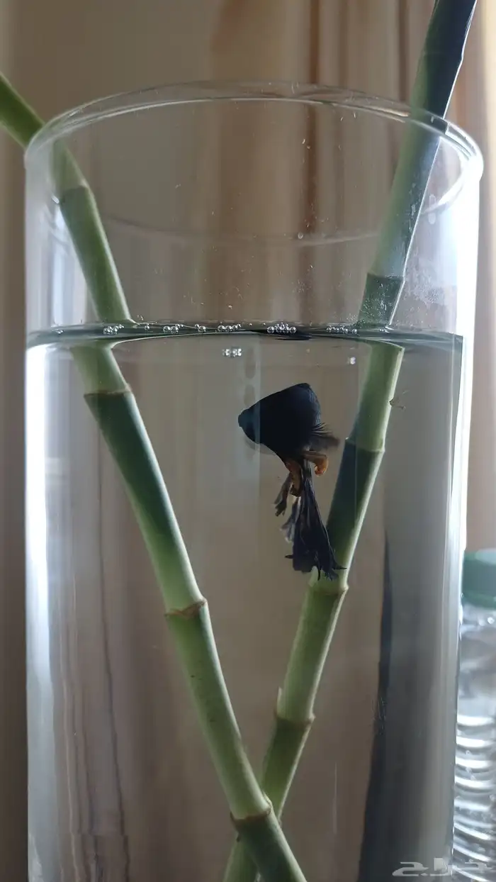 أسماك فايتر 1