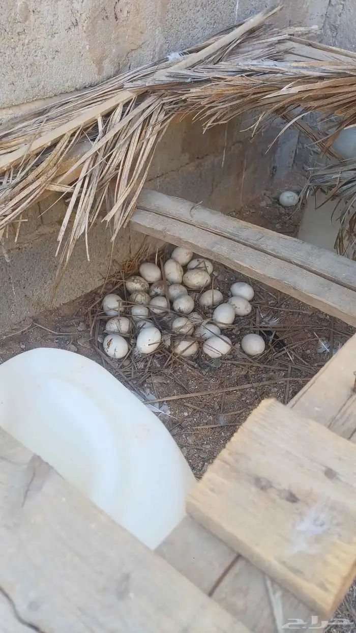 بط بكيني بياض والصحه ماشاء الله ممتازه 3