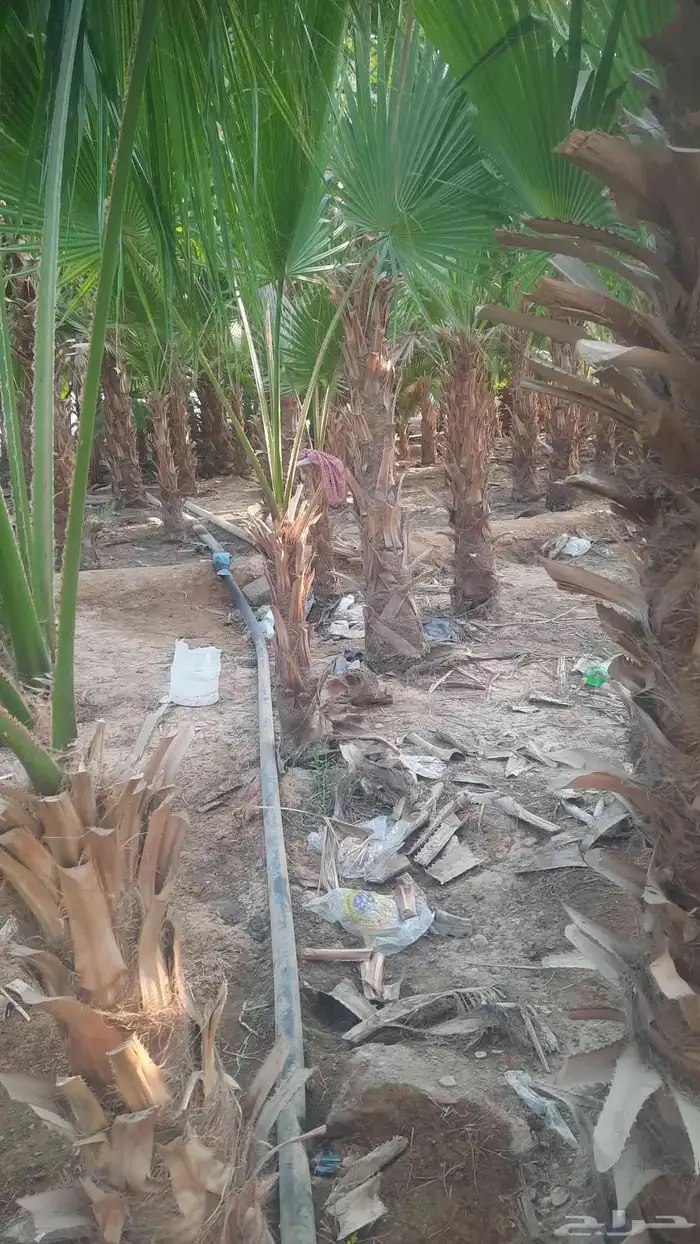 نخيل واشنطني أمريكي زينه 2