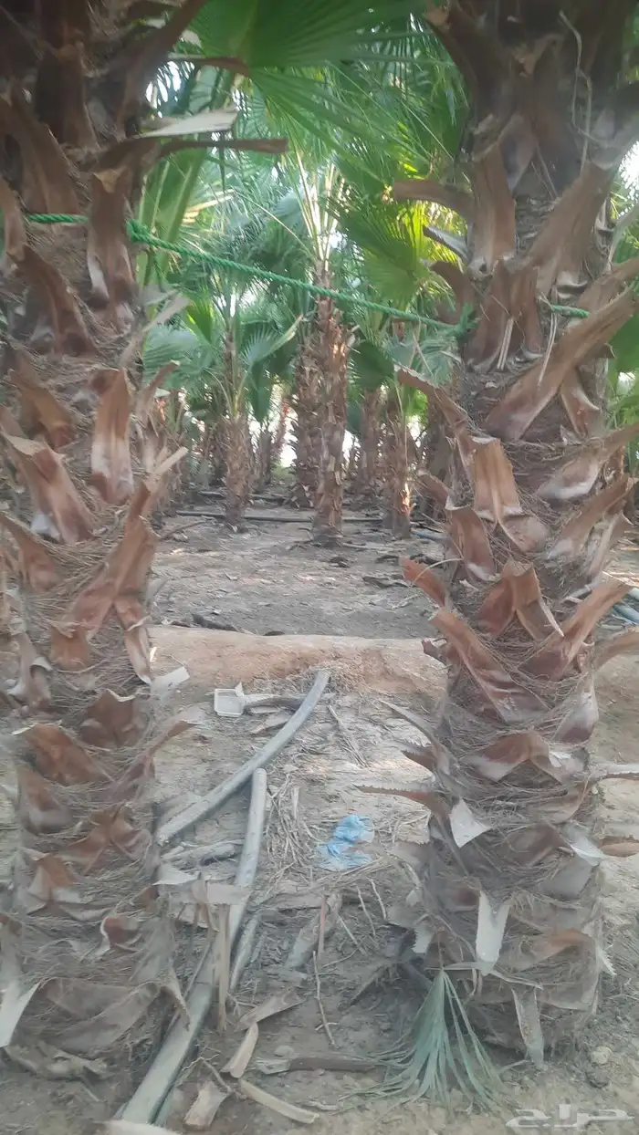 نخيل واشنطني أمريكي زينه 0