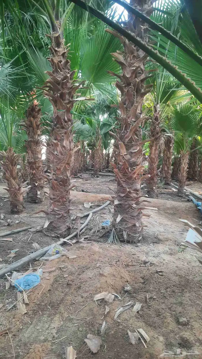 نخيل واشنطني أمريكي زينه 3