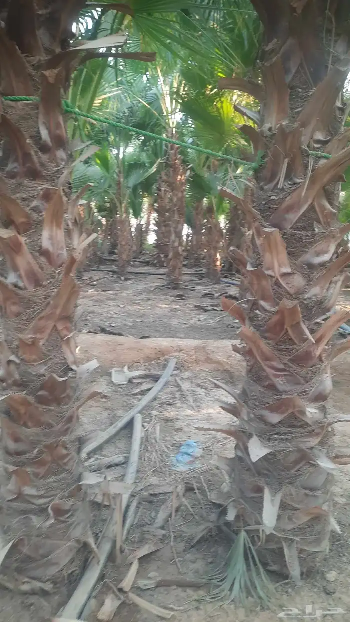 نخيل واشنطني أمريكي زينه 1