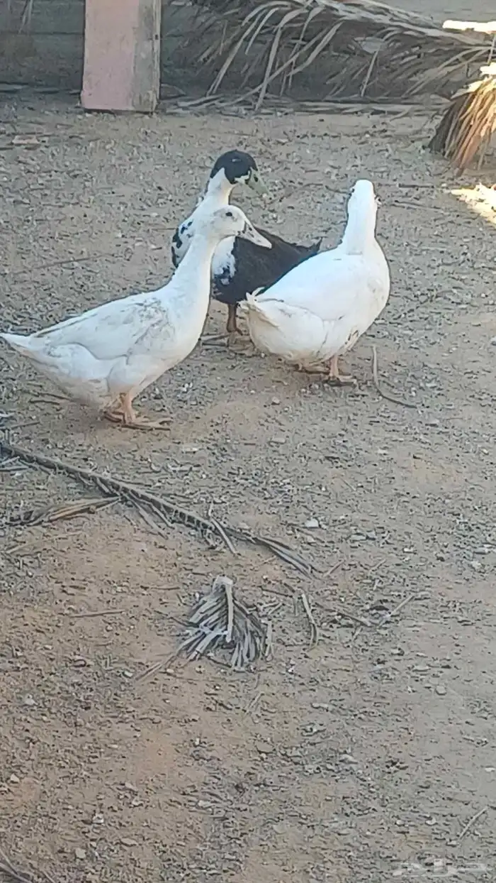 بط بكيني بياض والصحه ماشاء الله ممتازه 1