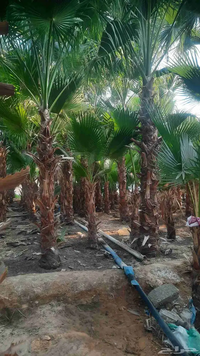 نخيل واشنطني أمريكي زينه 4