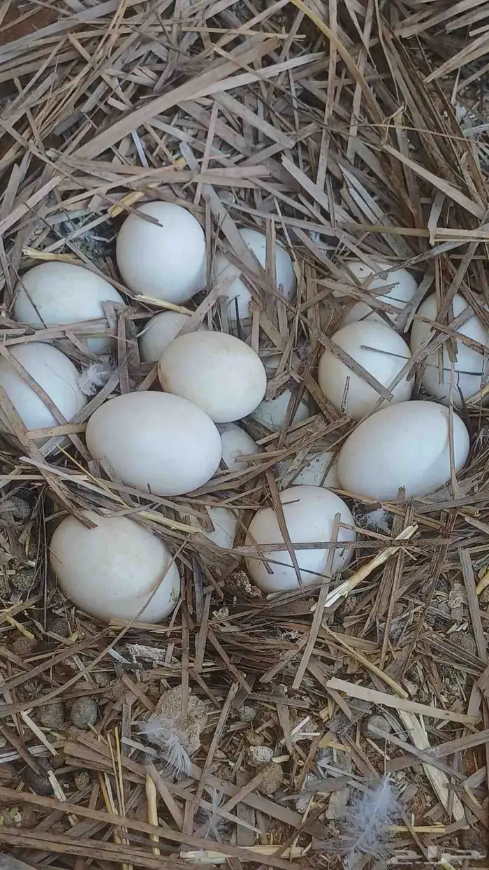 بط بكيني بياض والصحه ماشاء الله ممتازه 2