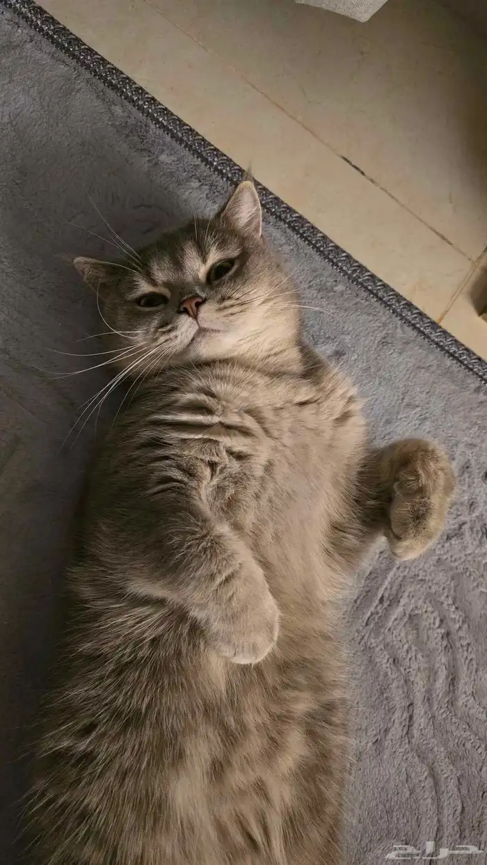 قط سكوتيش ستريت للبيع 5