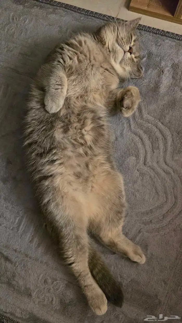 قط سكوتيش ستريت للبيع 7