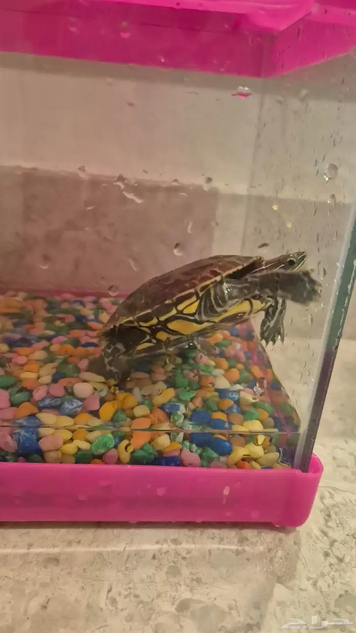 سلحفاة نشيطه للبيع سبب البيع السفر 1