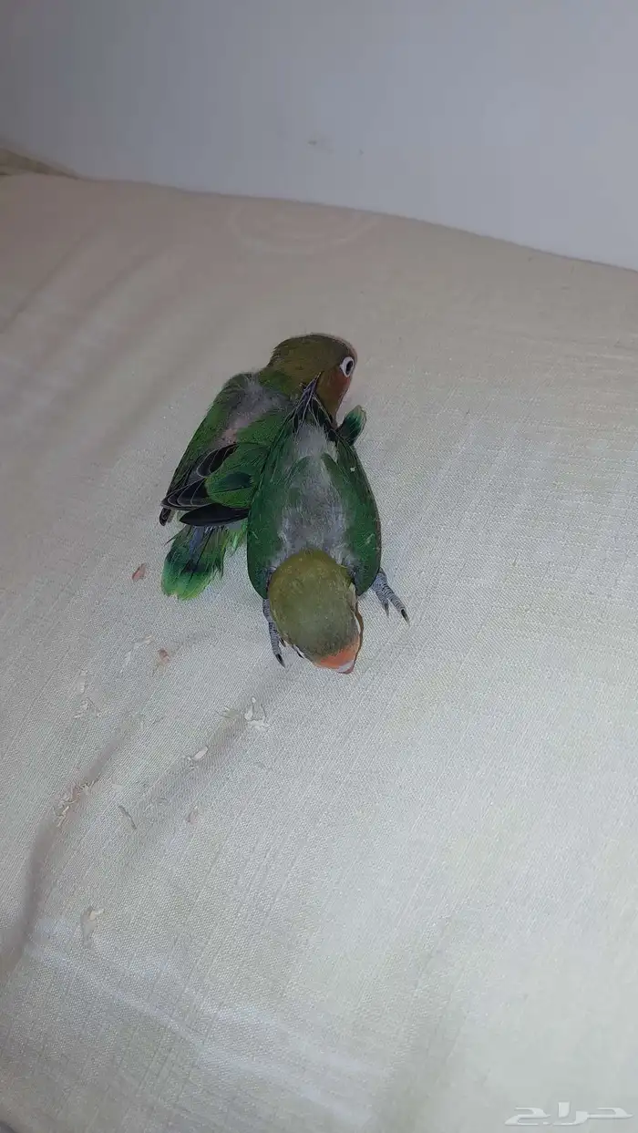 فرخين فيشر الوان جميله 3