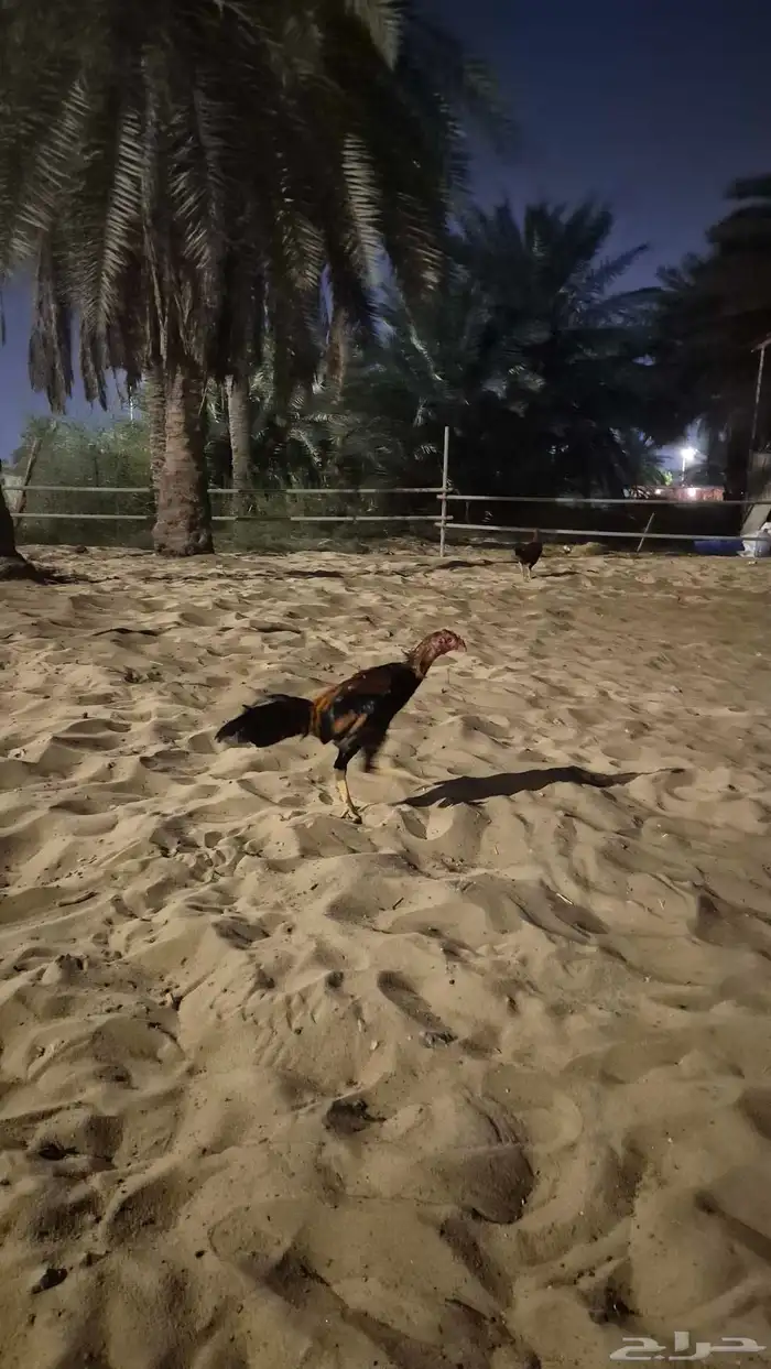 ديك تركي ب تايلندي 0