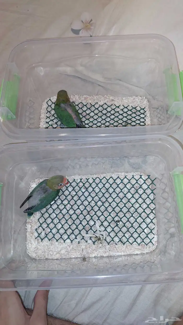 فرخين فيشر الوان جميله 5