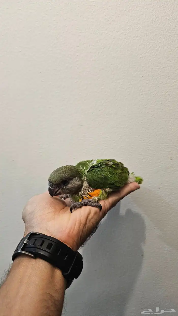 فرخ سنغالي 0