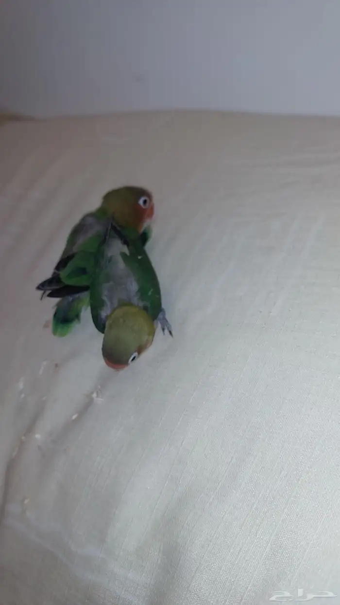 فرخين فيشر الوان جميله 4