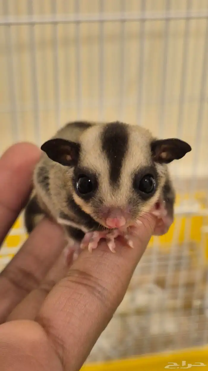 شوقر قلايدر سنجاب طائر للبيع مستعجل 0