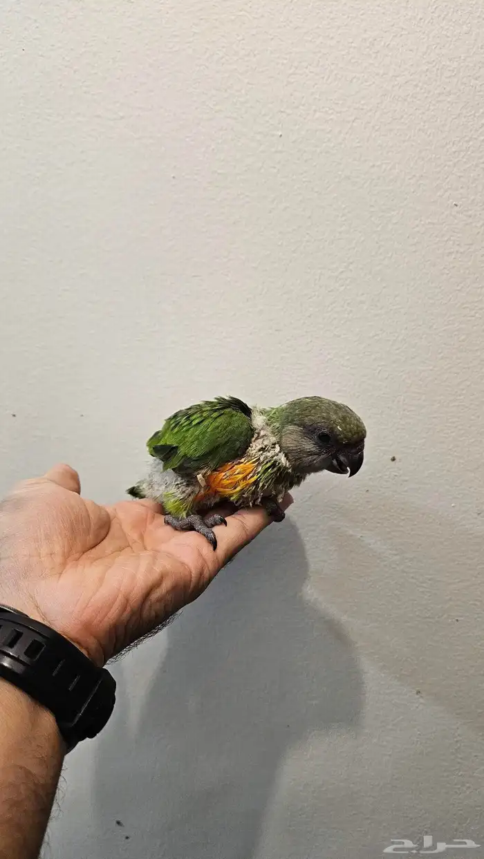 فرخ سنغالي 1