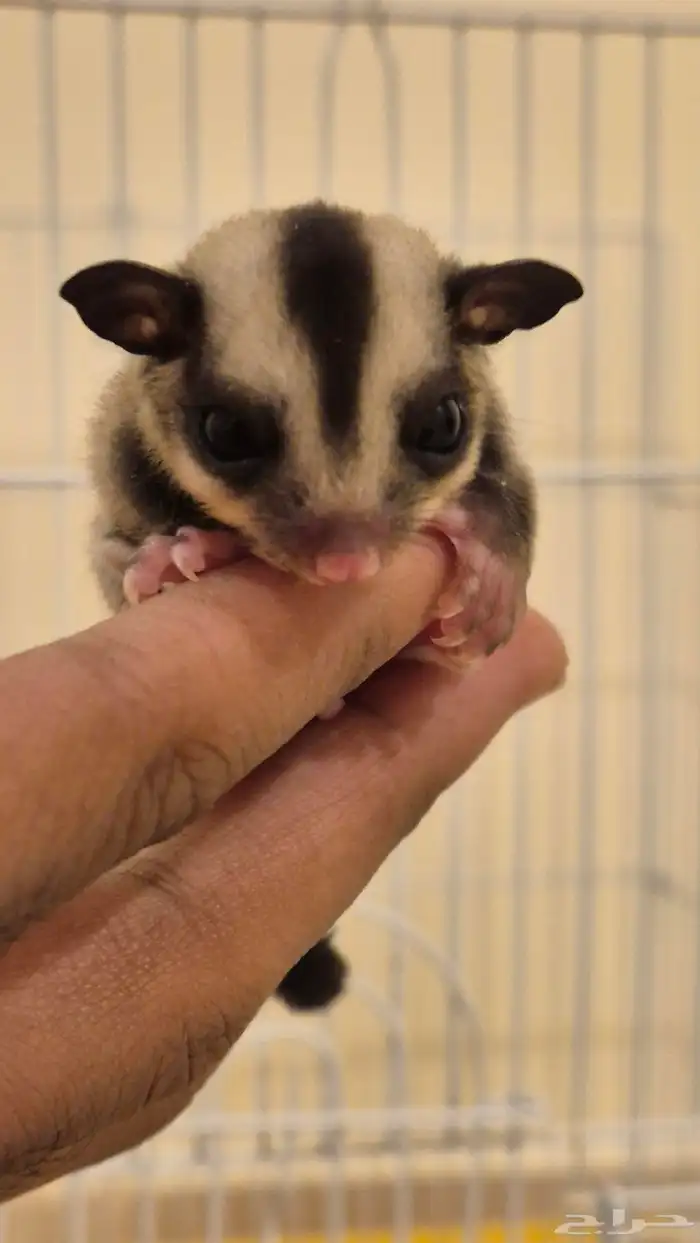 شوقر قلايدر سنجاب طائر للبيع مستعجل 1