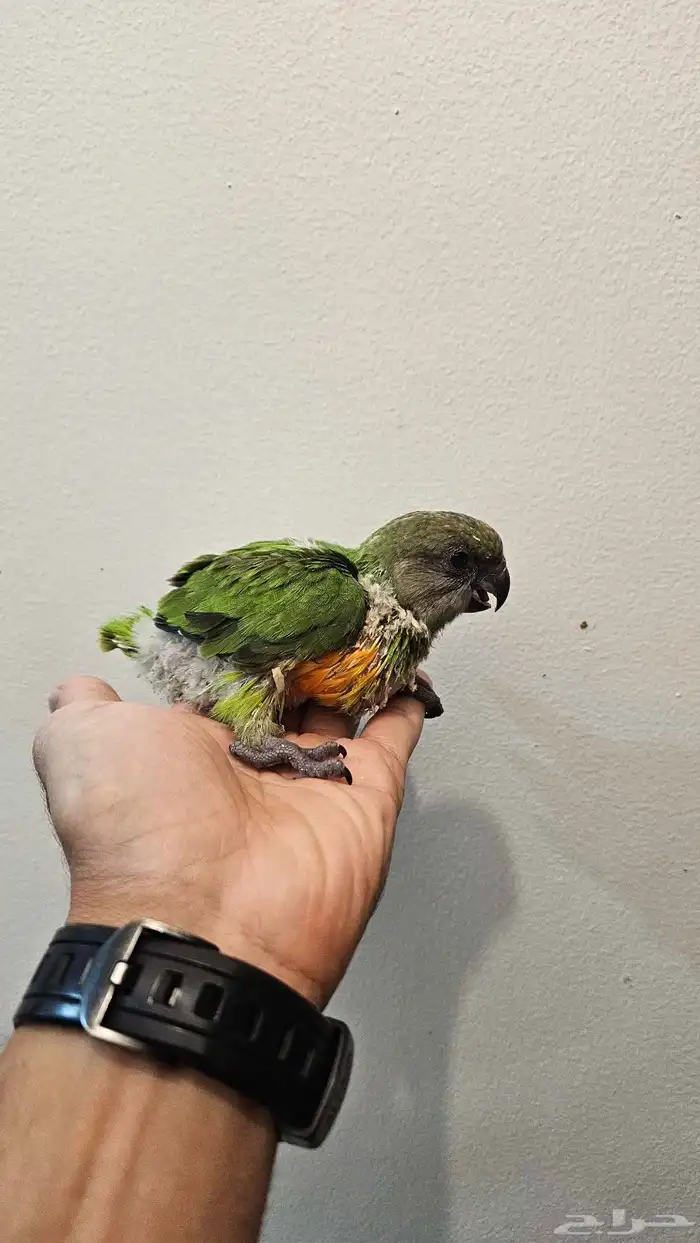 فرخ سنغالي 2