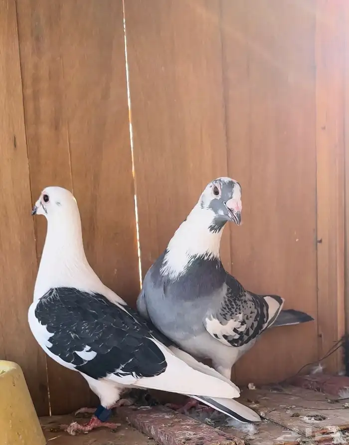 حمام زاجل سباق جان اردن 3