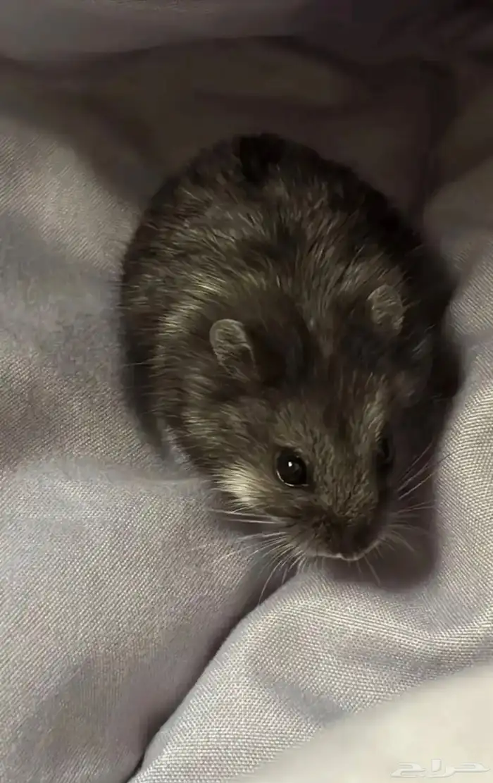 هامستر روسي للبيع 0