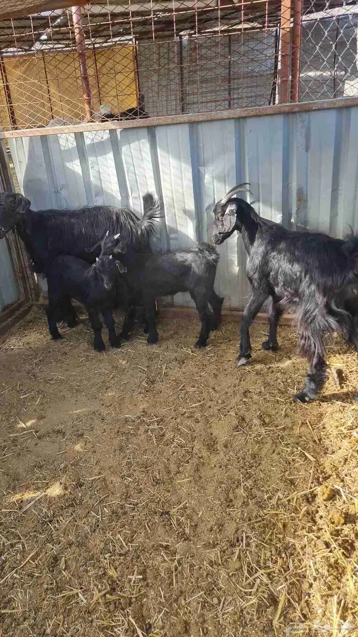 عنزين بعيالها 4