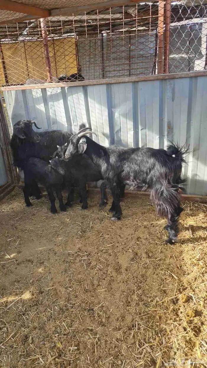 عنزين بعيالها 3