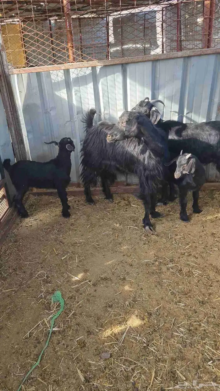 عنزين بعيالها 1