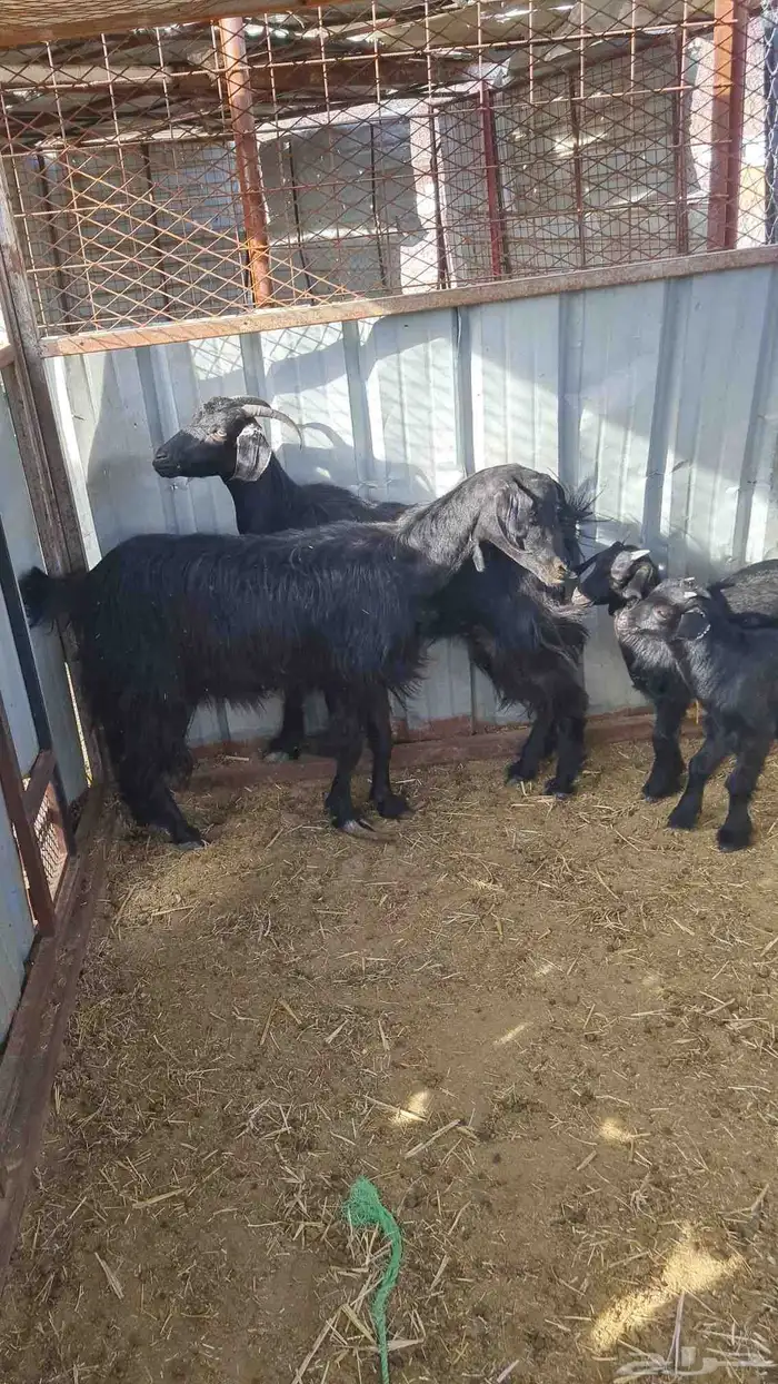 عنزين بعيالها 7