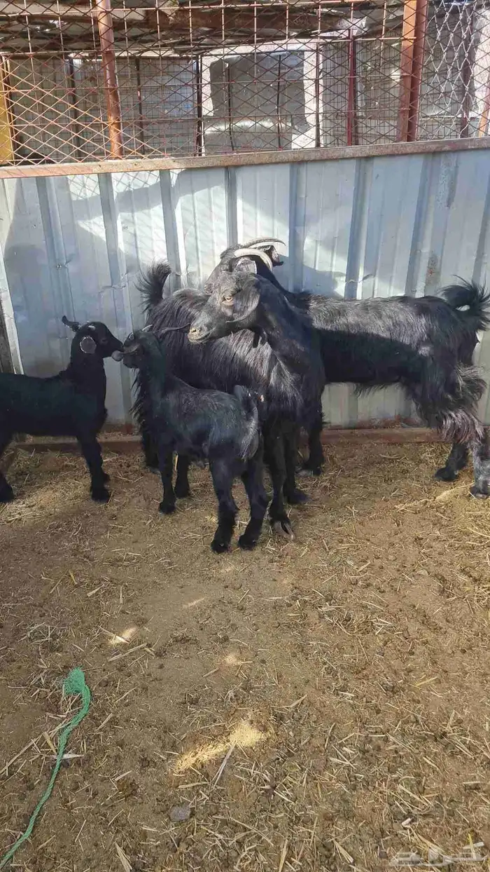 عنزين بعيالها 0