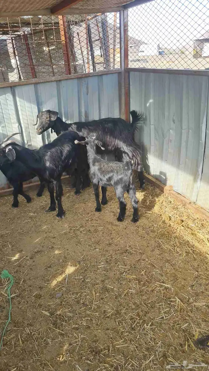 عنزين بعيالها 5