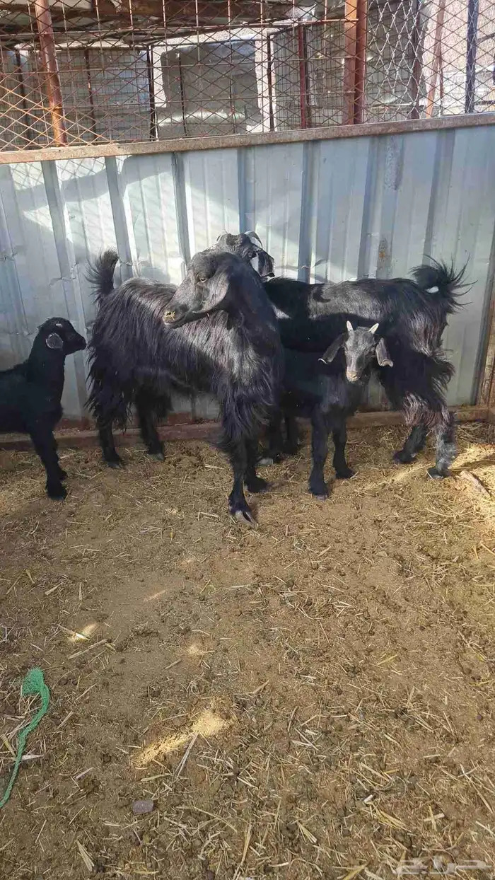 عنزين بعيالها 2