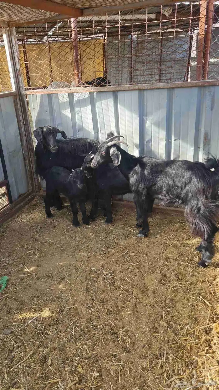 عنزين بعيالها 6