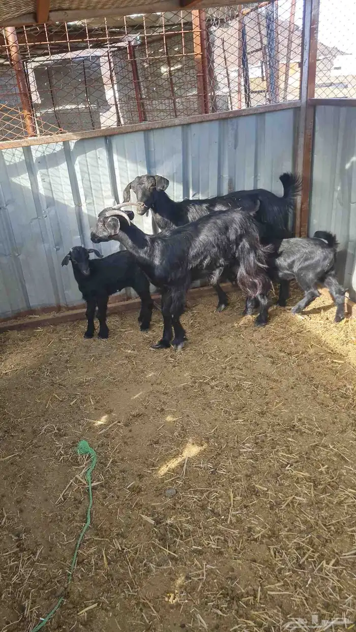 عنزين بعيالها 9