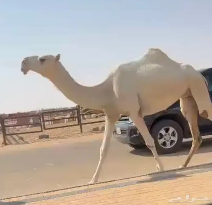 بكار وضح رمانيات ضرايب وحده ثنيه وحده جذعه 1