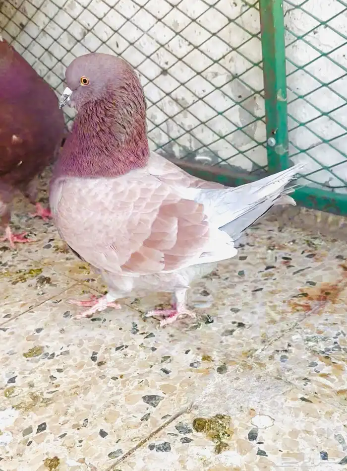 ازواج حمام كنق منتجه بسعر مناسب 2