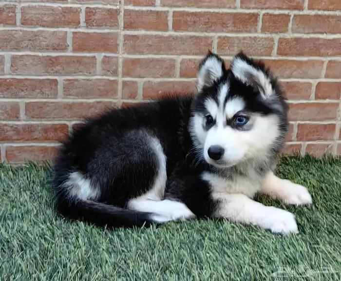 كلب هاسكي جرو 2